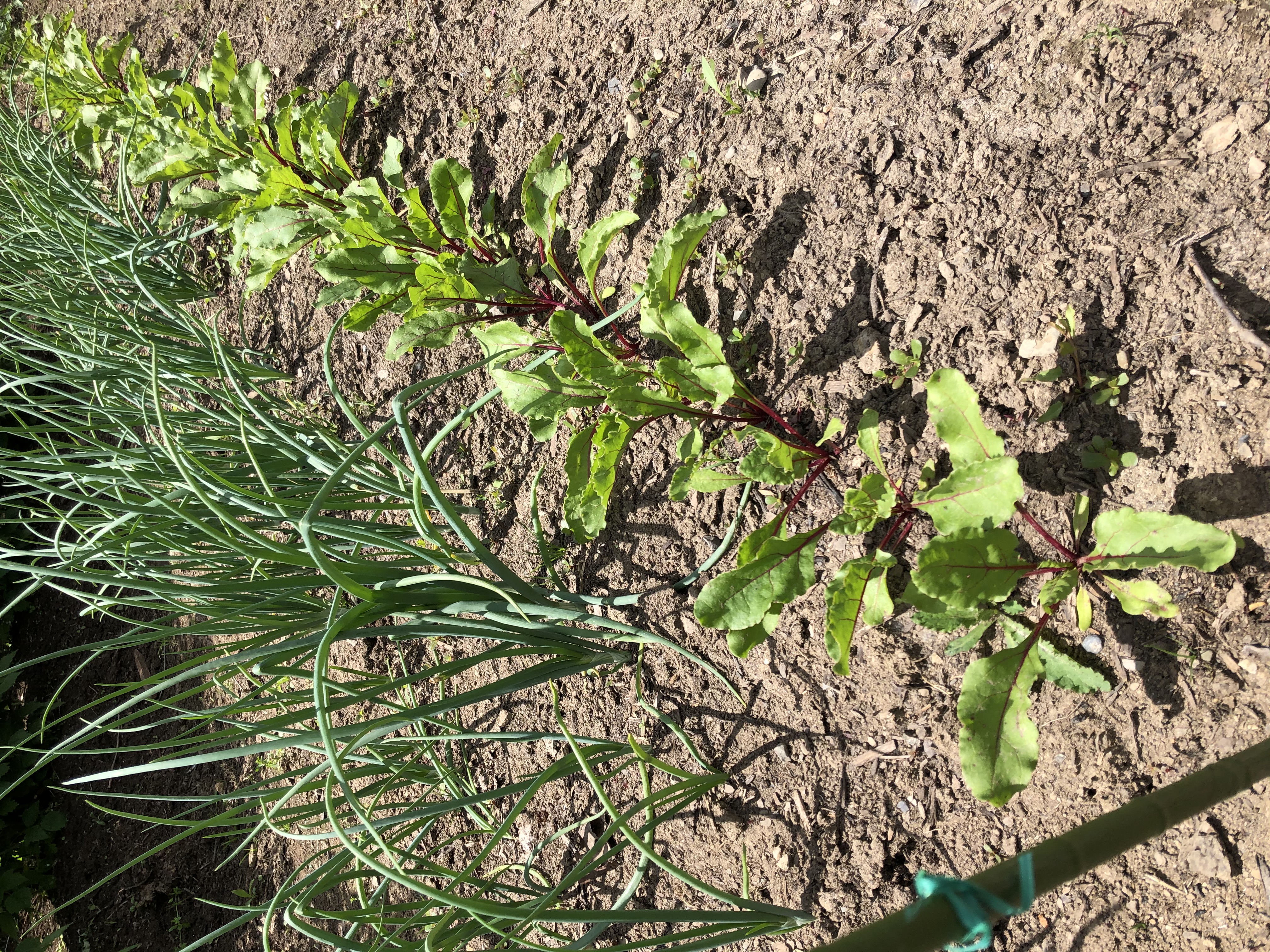 beets and onions growing
